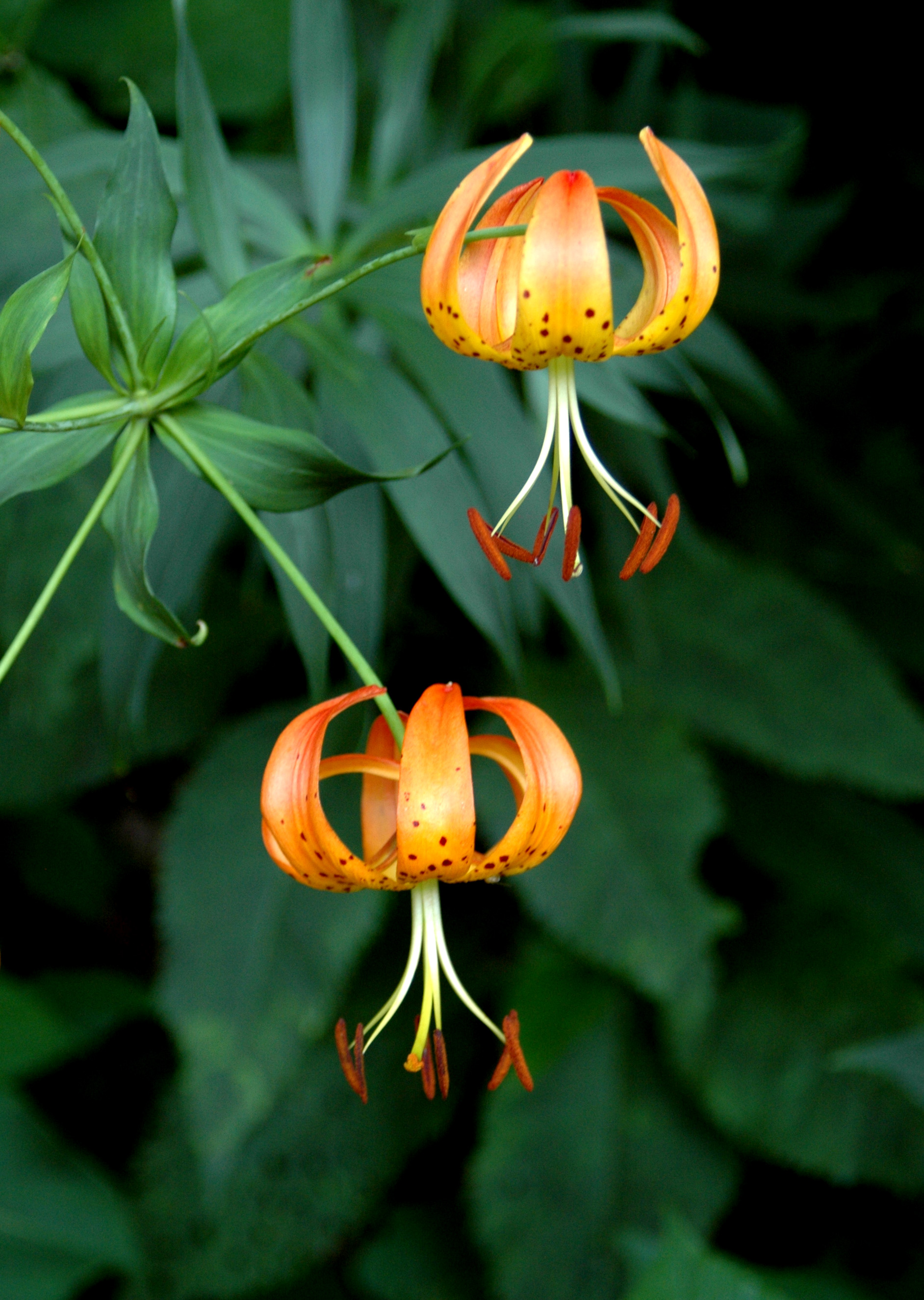 1. Blooms To Brighten Your Clifton Park Horizon